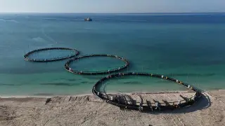 В Каспии запустили первый в Центральной Азии проект по развитию морской аквакультуры