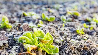 Заморозки и пыльные бури: что ждать от погоды в Казахстане в ближайшие дни