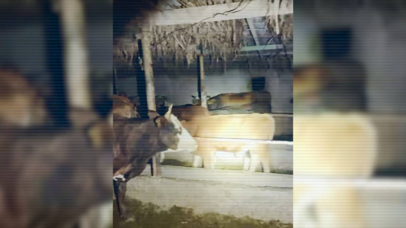 Кадры из видео / Polisia.kz