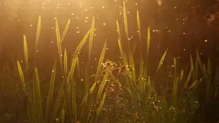 Назойливая мошкара. Жители Актобе жалуются на нашествие насекомых