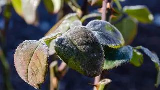 Похолодание до 0 градусов ожидается в Казахстане