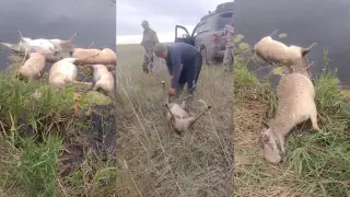 Более 100 трупов сайгаков нашли у реки на западе Казахстана