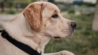 Перевозка домашних животных в поезде: что нужно знать владельцам