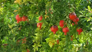 Назван плод, который повышает уровень “гормона молодости“