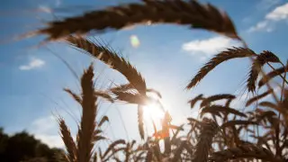 Токаев пригласил компании США развивать сельское хозяйство в Казахстане