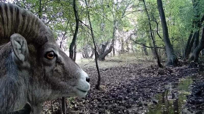 Кадр из видео