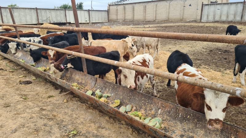 Фото ©️ Tengrinews.kz