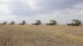 В Акмолинской области заканчивается уборочная кампания