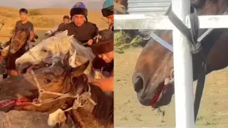 Кокпар призвали запретить после кровавого видео из Алматинской области: что об этом думают в федерации