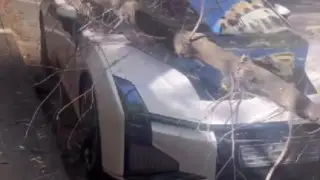 Дерево раздавило редкий спорткар в Алматы