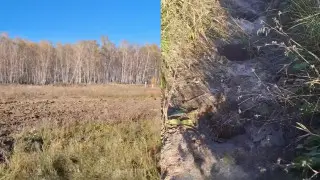 В Петропавловске не могут найти несколько тысяч сосен, высаженных известным экоблогером