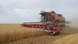 В Акмолинской области собрали рекордный за последние 10 лет урожай зерна