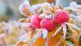 Сильные заморозки до минус 10 накроют города Казахстана