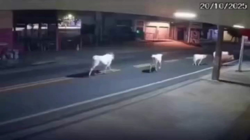 Кадры из видео