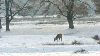 Идёт циклон: казахстанцев предупредили о снеге, морозах и метелях
