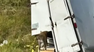 Американка застрелила одну из сбежавших лабораторных обезьян