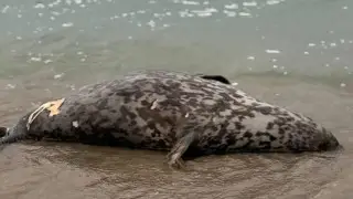 На берегу Каспия в Мангистау обнаружили туши тюленей