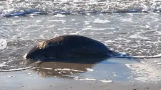 После проверки специалисты обнаружили на побережье Каспия более сотни мертвых тюленей