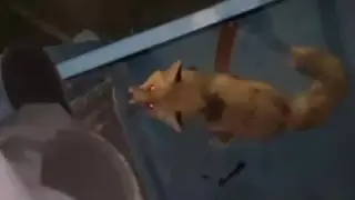 Дикие животные выходят к людям: видео с агрессивной лисой встревожило житикаринцев