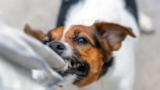 Алматинку укусила собака: позиция Ботанического сада