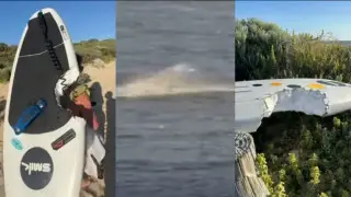 Драка сёрфера с акулой попала на видео