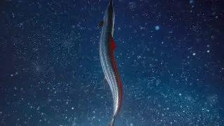 Предвещающую катастрофы “рыбу Судного дня“ выкинуло на берег