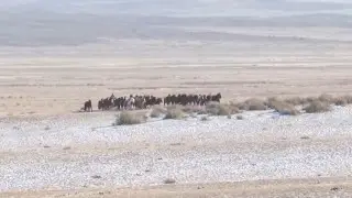 Нашествие волков наблюдается в Абайской области