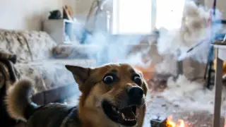 Собака устроила взрыв
