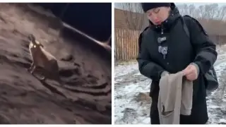 “Боимся даже в магазин выйти“. Дикие животные держат в страхе село на севере Казахстана