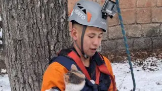 спасение кошки