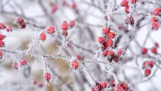 35-градусные морозы ударят в Казахстане