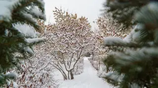 Прогноз погоды в Казахстане на субботу: морозы сменятся оттепелью