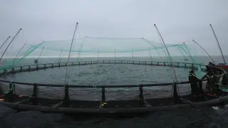 Аким Мангистауской области посетил первую в регионе морскую рыбоводческую ферму