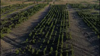 “Halyk Орманы“ назвали крупнейшим проектом по восстановлению лесов