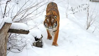 “Для тигра это преодолеваемо“ – министр экологии о соседстве хищников с казахстанцами