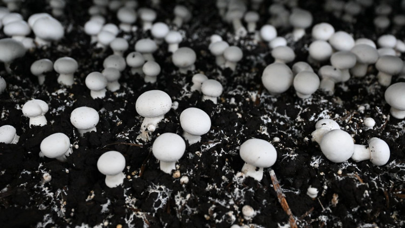 Фото: акимат СКО