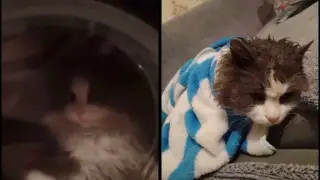 Видео с напуганным котом в работающей стиральной машине разгневало Казнет