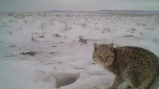 На Устюрте фотоловушки зафиксировали степную кошку