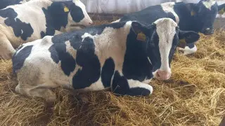 Племенных телят из Дании доставили в Алматинскую область