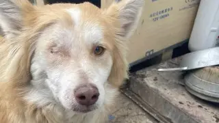 Жестокость без наказания: полиция закрыла дело о стрельбе по собакам в Алматинской области