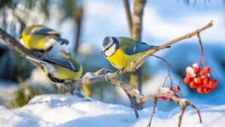 Из Астаны уходят морозы, в Алматы станет ещё теплее