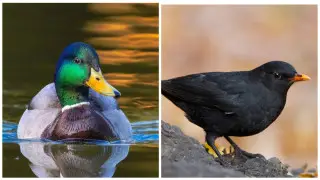 Кряква или черный дрозд: птицу года выбирают в Казахстане