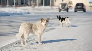 Жители Акмолинской области встревожены нападениями бродячих собак