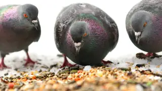 Неаккуратное кормление голубей может дорого обойтись казахстанцам