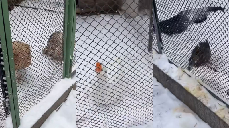 Кадры из видео