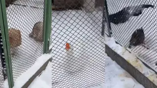 “Сидят на морозе без еды и воды“: алматинцы обеспокоены содержанием животных в парке