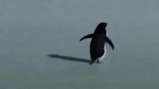 Пингвин-одиночка стал мемом спустя 20 лет