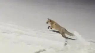 Необычного “сноубордиста“ заметили на одной из горнолыжных трасс под Алматы