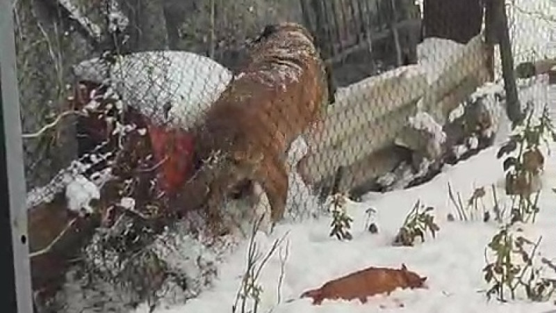 Кадр из видео