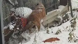 Алабай перепрыгнул во двор соседей и загрыз двух питомцев в Талдыкоргане